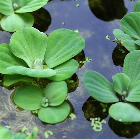 水生 植物 養魚|水芙蓉怎麼養？水芙蓉的好處、壞處&繁殖攻略 – 新鮮。